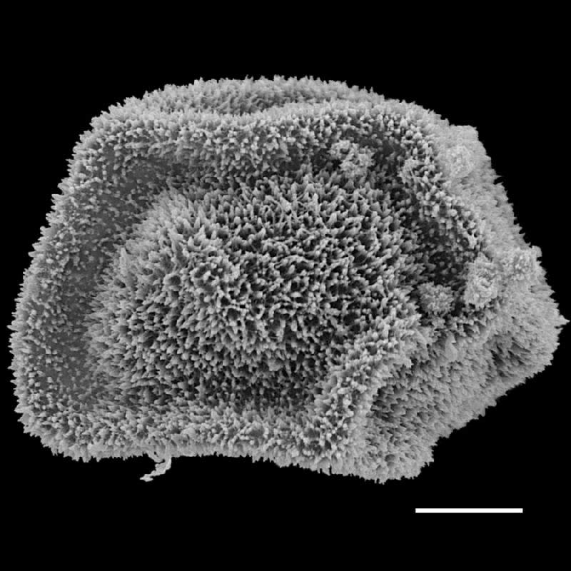 Dryopteridaceae Polybotrya speciosa
