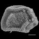 image of Polybotrya speciosa