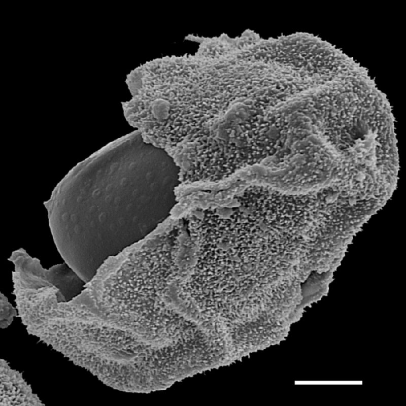 Dryopteridaceae Polybotrya speciosa