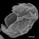 image of Polybotrya speciosa