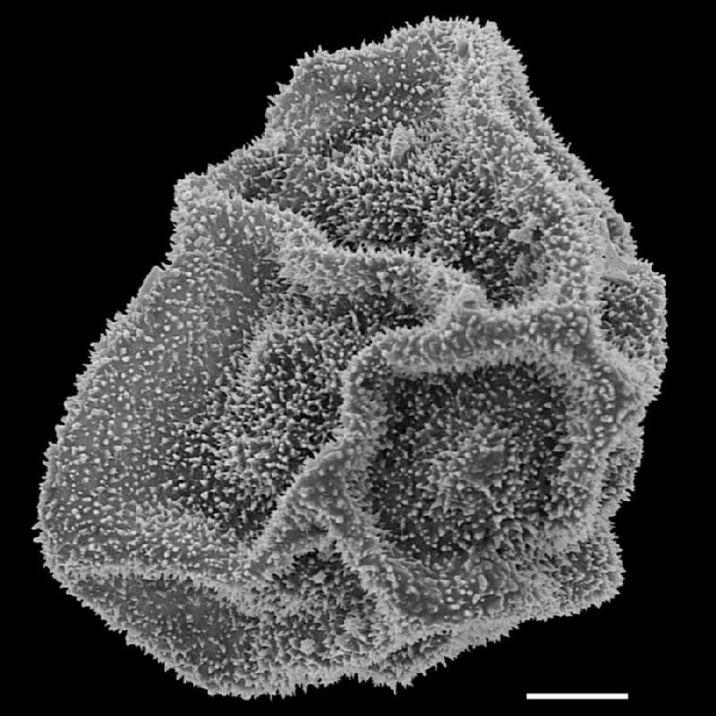 Dryopteridaceae Polybotrya speciosa