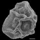 image of Polybotrya speciosa