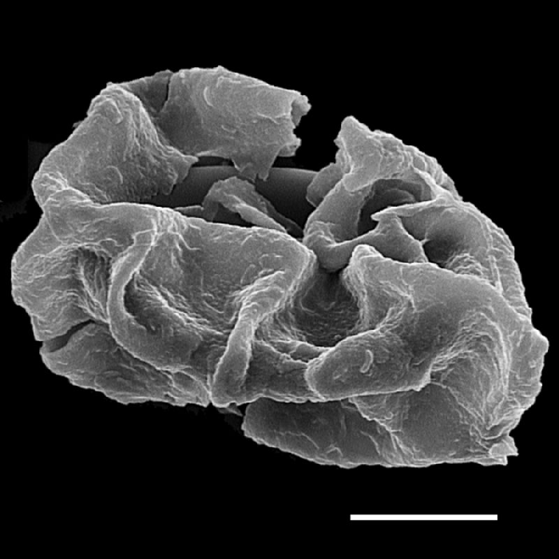 Dryopteridaceae Stigmatopteris brevinervis