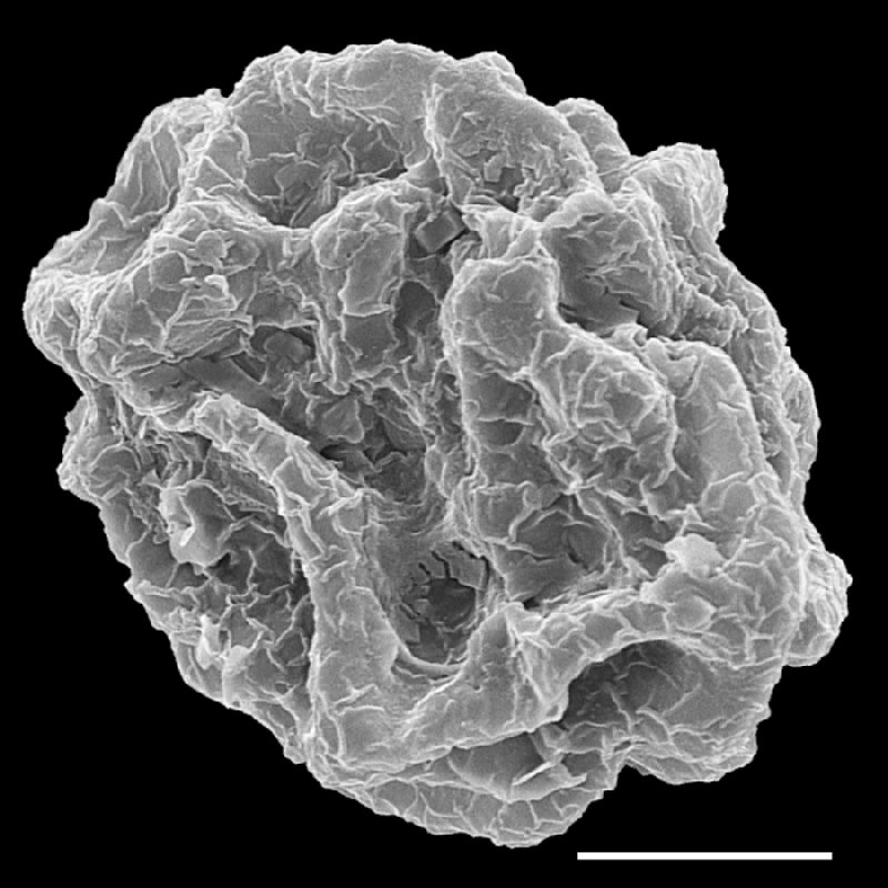Dryopteridaceae Stigmatopteris caudata