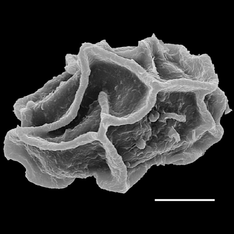 Dryopteridaceae Stigmatopteris caudata