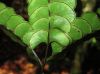image of Lindsaea 