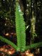 image of Lindsaea 