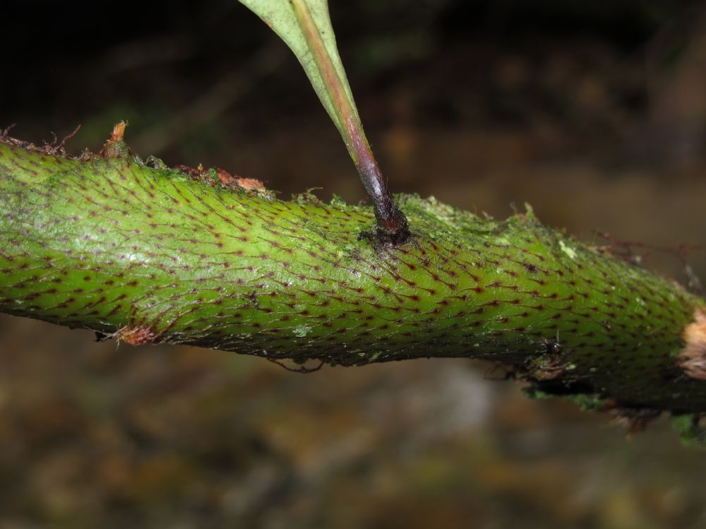 Polypodiaceae Microgramma megalophylla