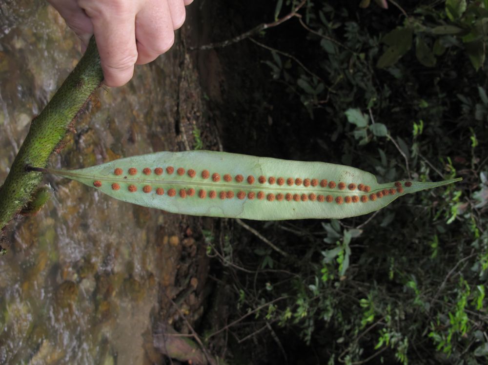 Polypodiaceae Microgramma megalophylla