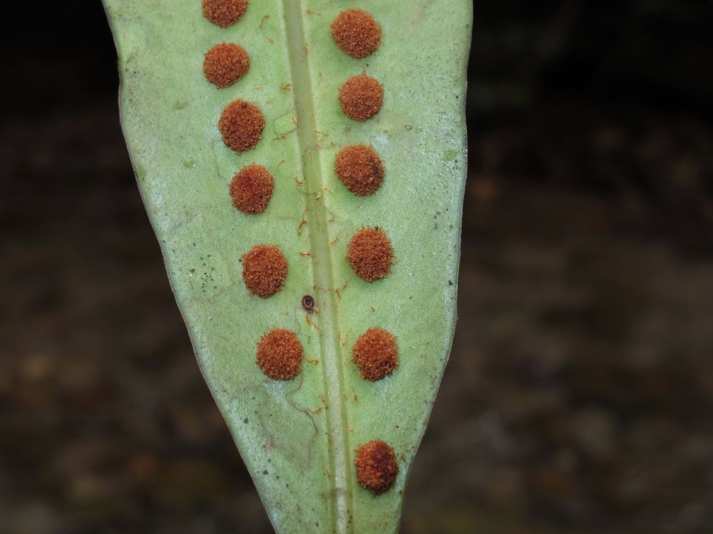 Polypodiaceae Microgramma megalophylla