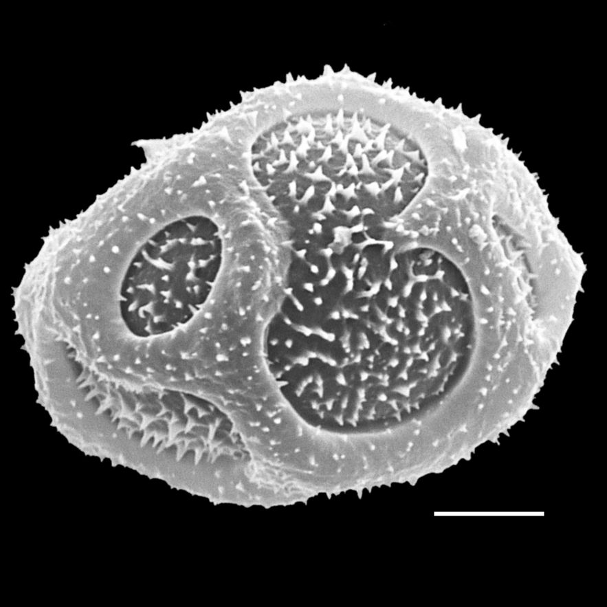 Dryopteridaceae Elaphoglossum doanense
