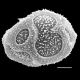 image of Elaphoglossum doanense