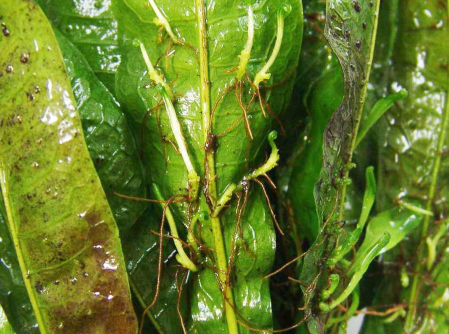 Polypodiaceae Microsorum pteropus
