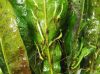 image of Microsorum pteropus