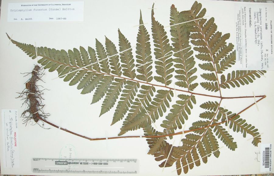 Tectariaceae Triplophyllum hirsutum