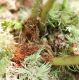 image of Elaphoglossum callifolium