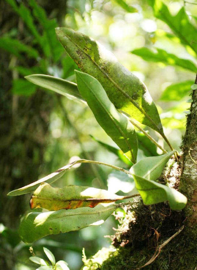 Dryopteridaceae Elaphoglossum callifolium