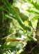 image of Elaphoglossum callifolium