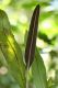 image of Elaphoglossum callifolium