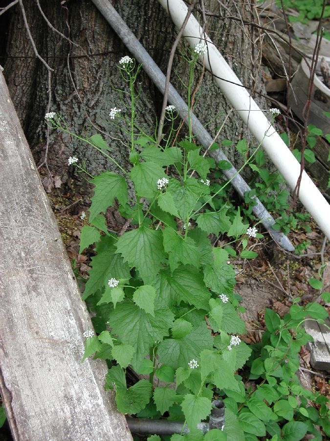 Brassicaceae Alliaria petiolata