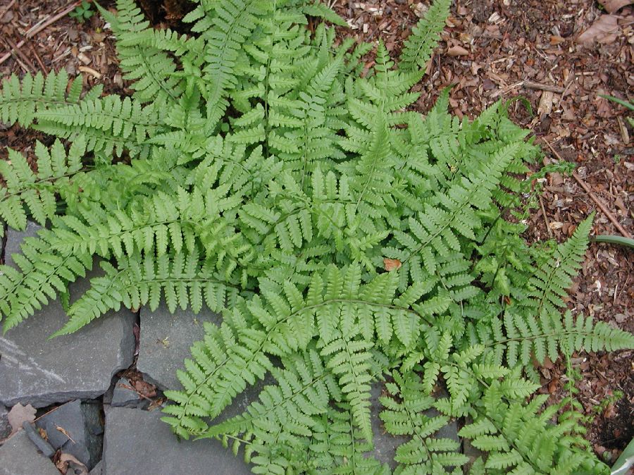 Athyriaceae Deparia conellii