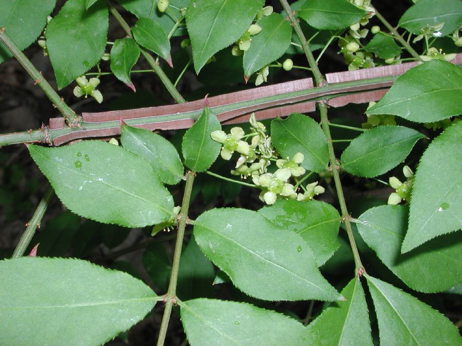 Celastraceae Euonymus alatus