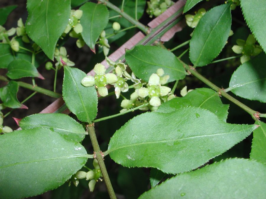 Celastraceae Euonymus alatus