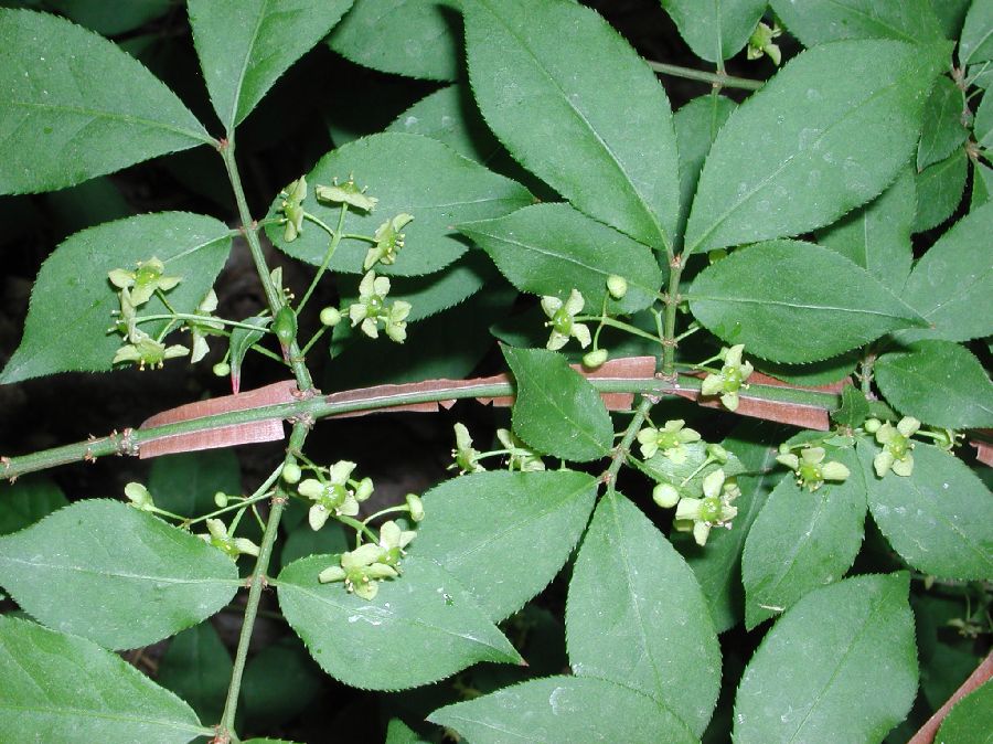 Celastraceae Euonymus alatus