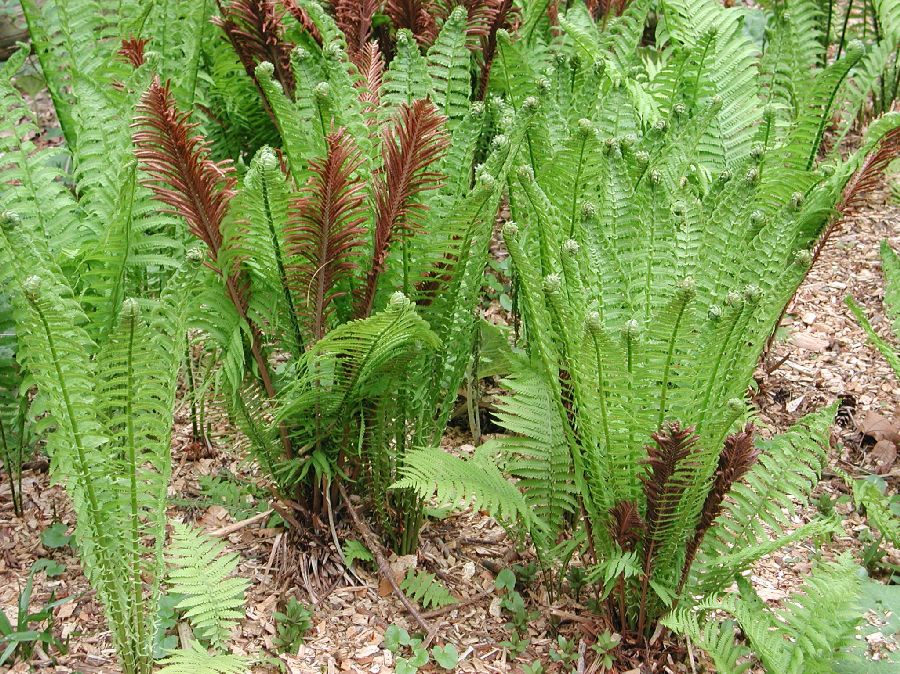 Onocleaceae Matteuccia struthiopteris