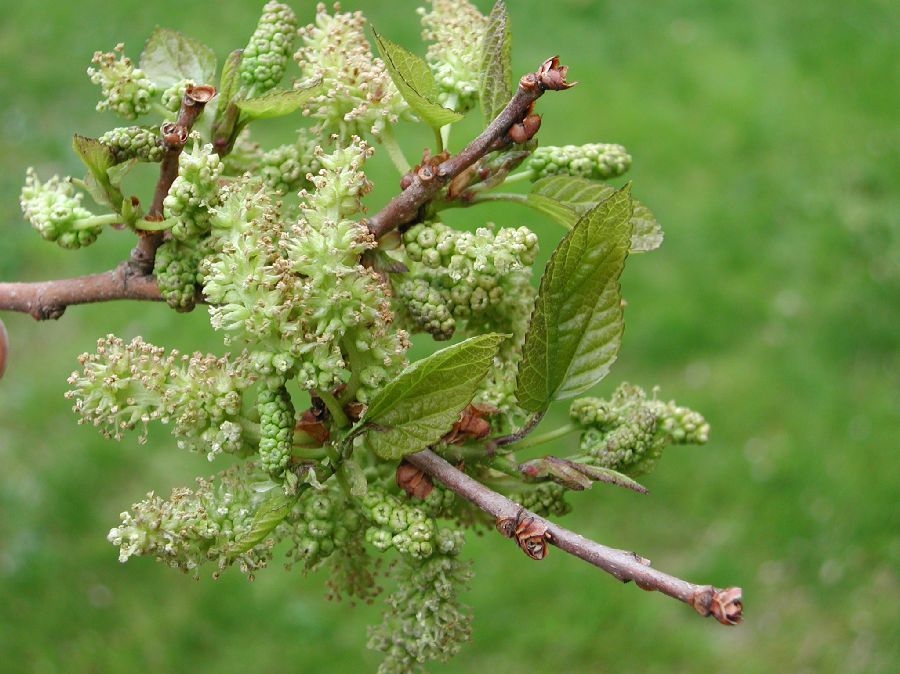 Moraceae Morus alba