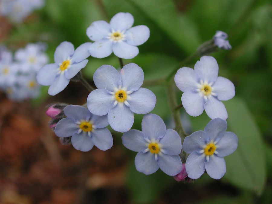 Boraginaceae Myosotis 