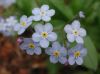 image of Myosotis 