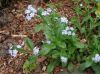 image of Myosotis 