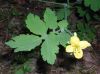 image of Stylophorum diphyllum