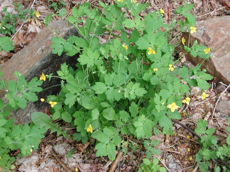 Papaveraceae Stylophorum diphyllum