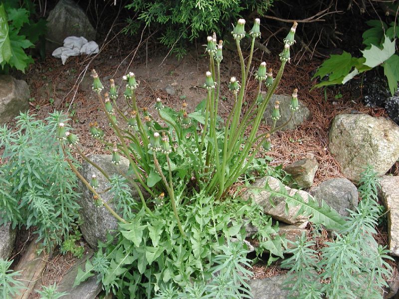 Asteraceae Taraxacum officinale