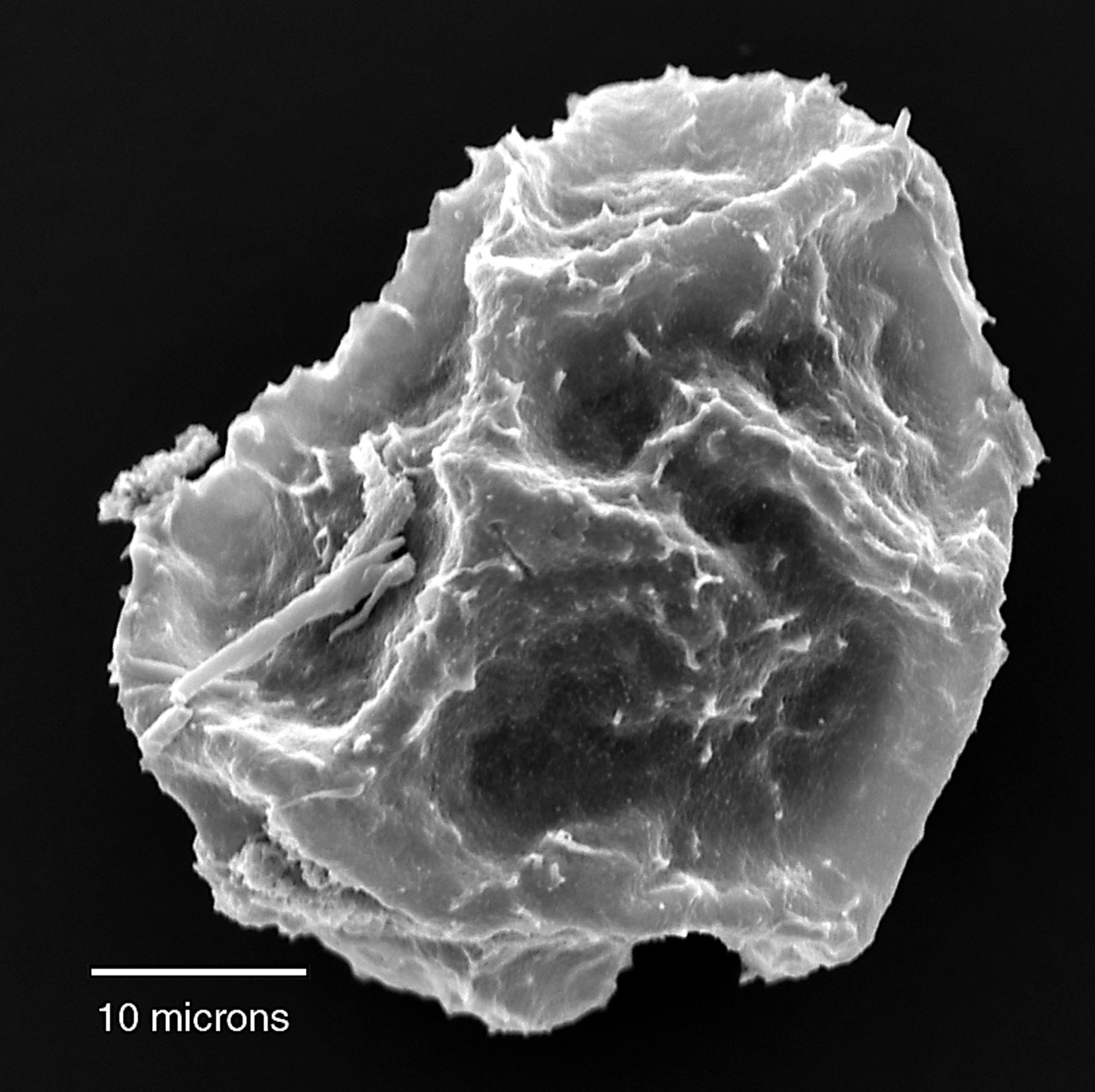 Dryopteridaceae Elaphoglossum aemulum
