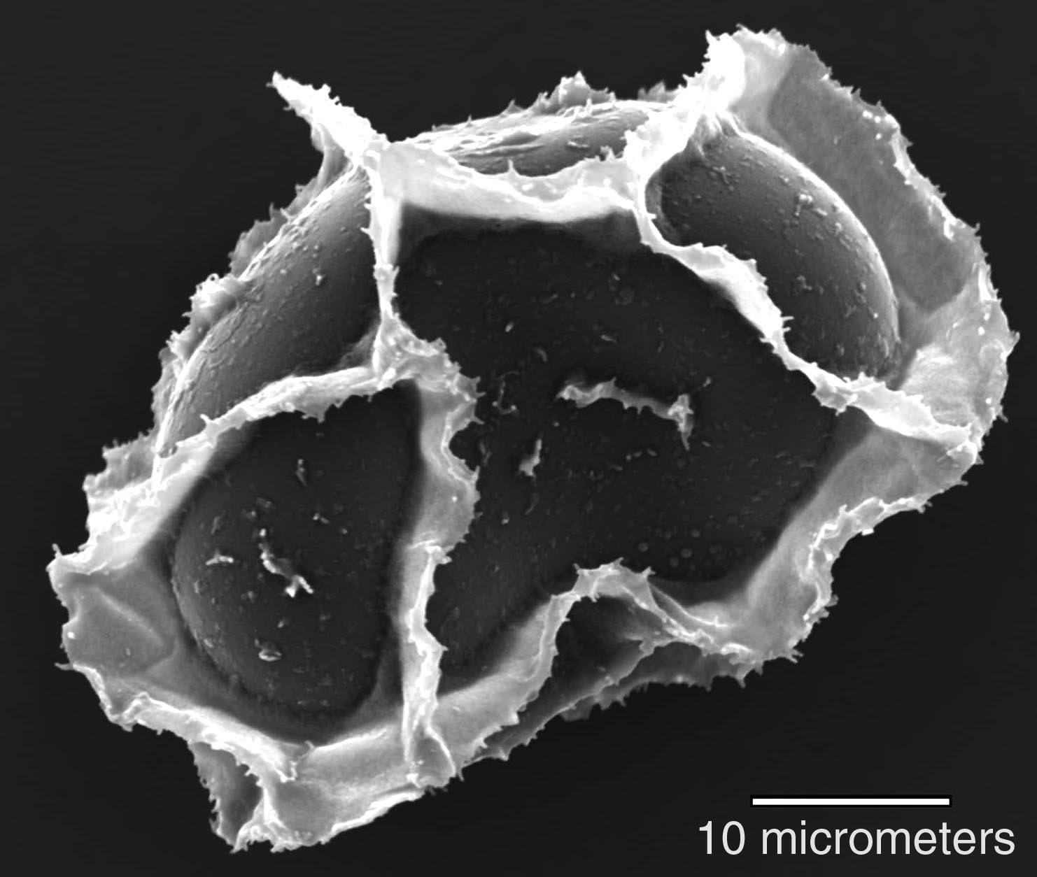 Dryopteridaceae Elaphoglossum amygdalifolium