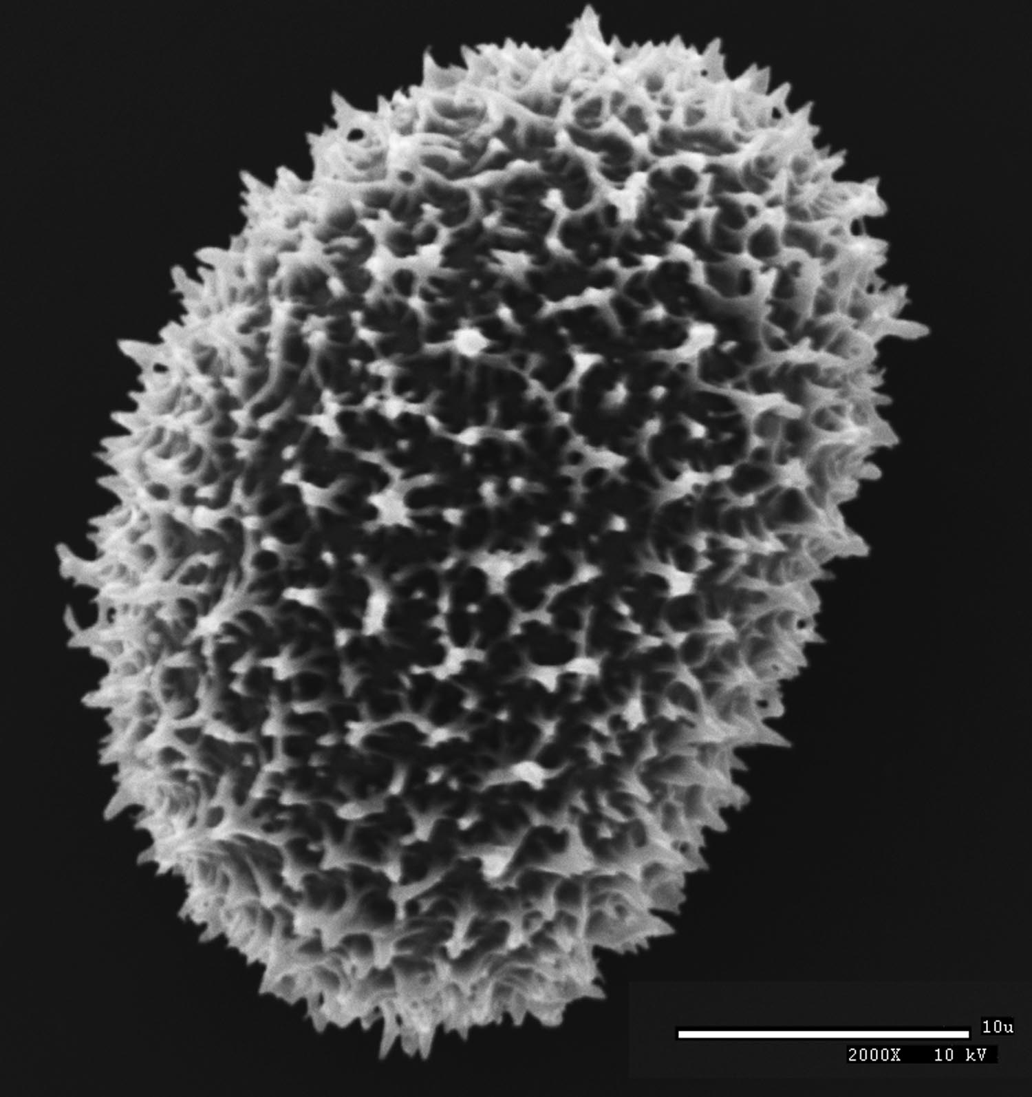 Dryopteridaceae Elaphoglossum aubertii