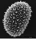 image of Elaphoglossum aubertii