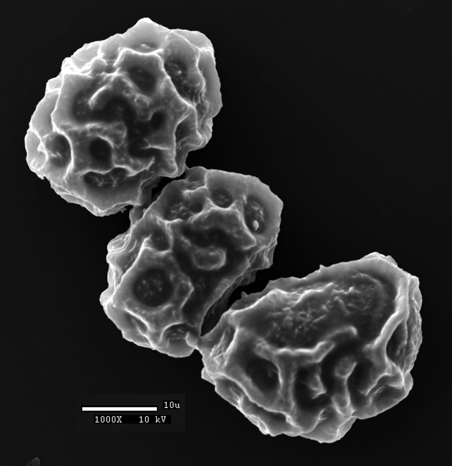 Dryopteridaceae Elaphoglossum auripilum