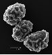 image of Elaphoglossum auripilum