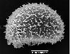 image of Elaphoglossum bakeri