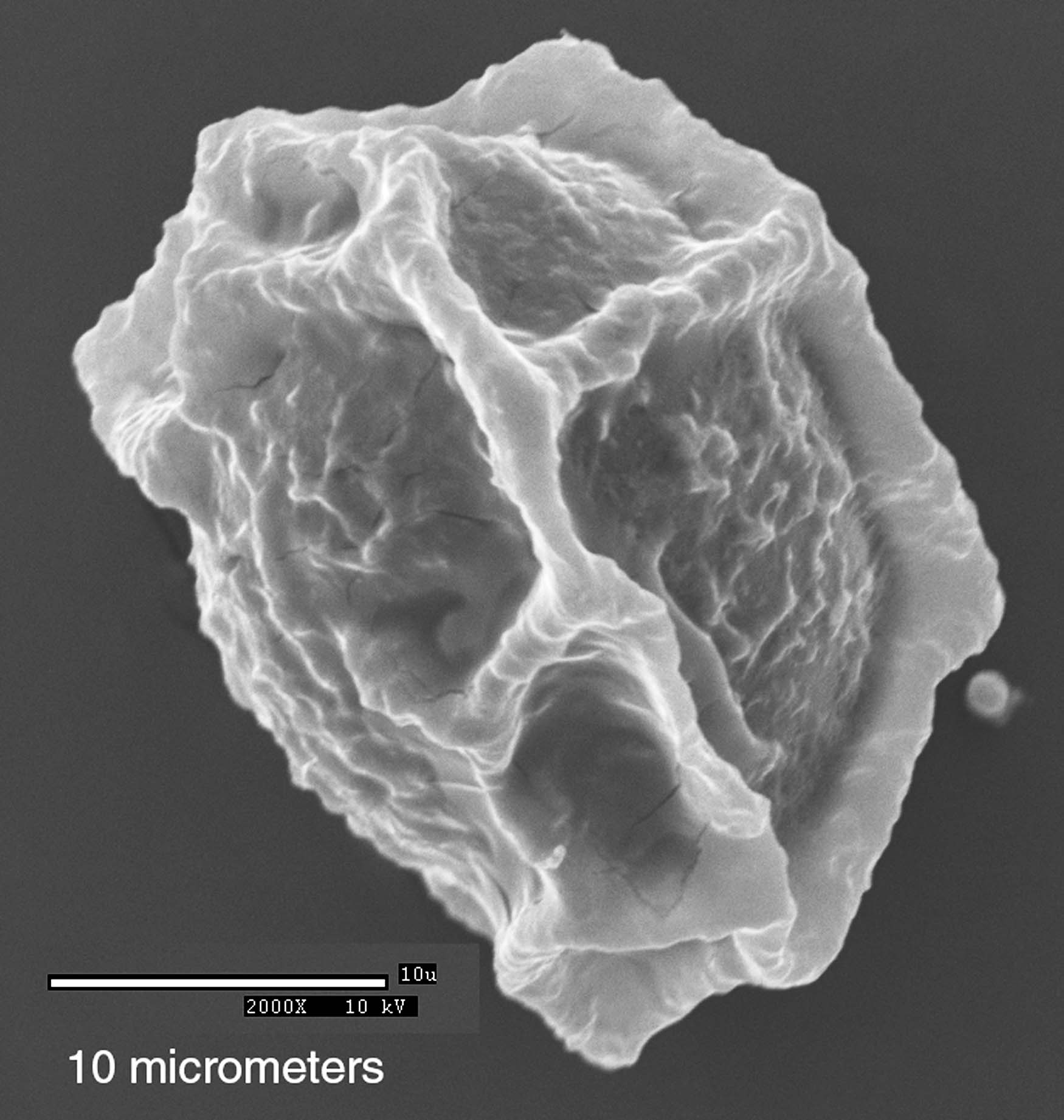 Dryopteridaceae Elaphoglossum caricifolium