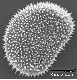 image of Elaphoglossum castaneum