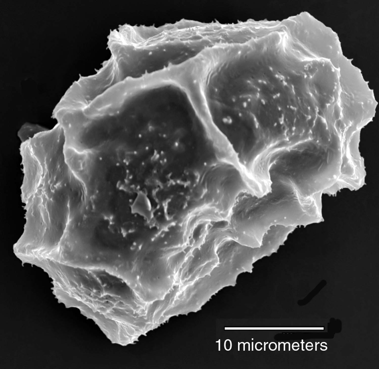 Dryopteridaceae Elaphoglossum conspersum