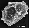 image of Elaphoglossum conspersum