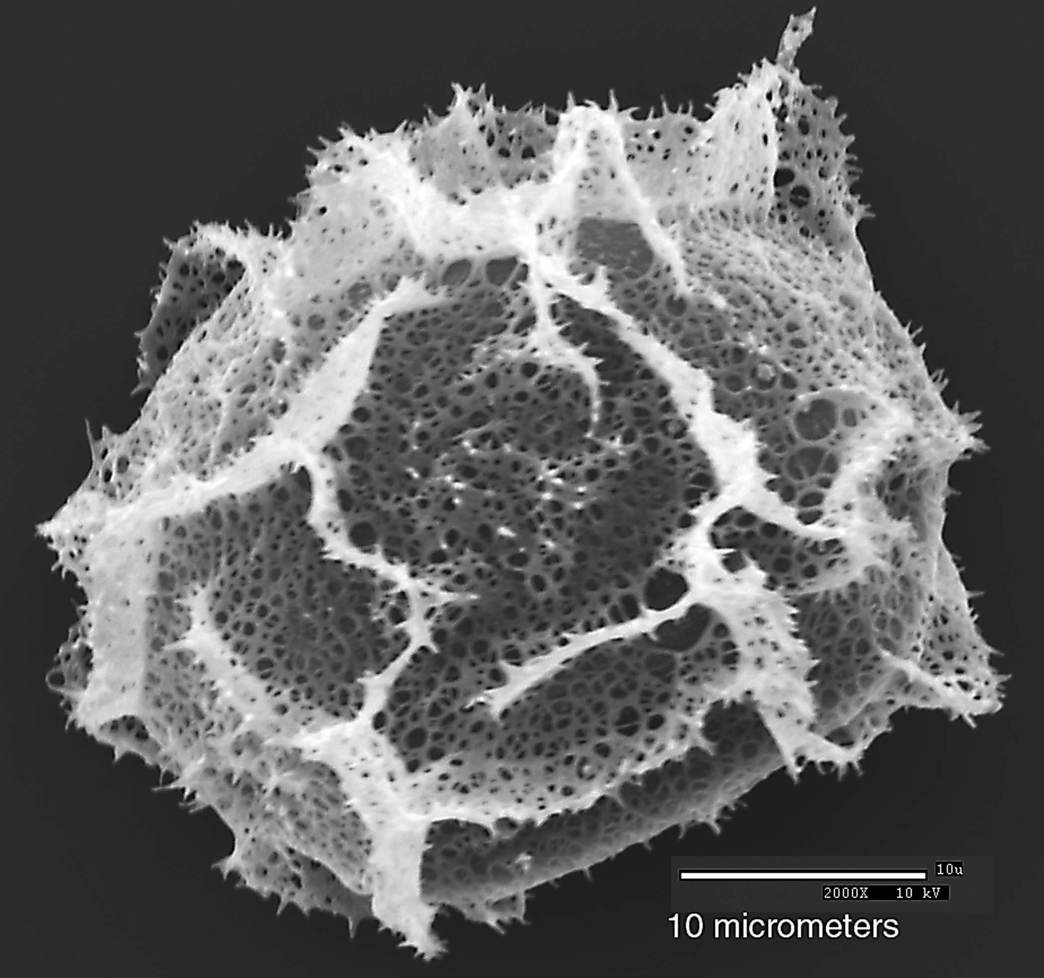 Dryopteridaceae Elaphoglossum crassicaule