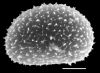 image of Elaphoglossum aubertii
