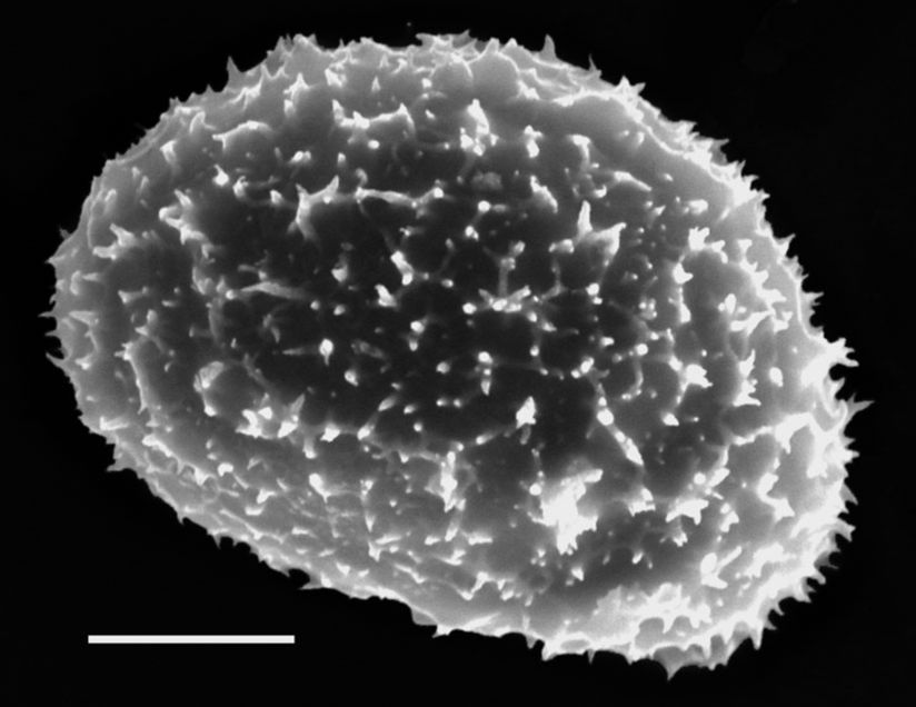Dryopteridaceae Elaphoglossum bakeri
